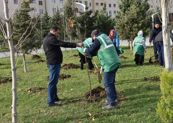 Sumqayıtda bu dəfə meyvə ağacları əkildi: badam, alma, armud, alça... - FOTOLAR
