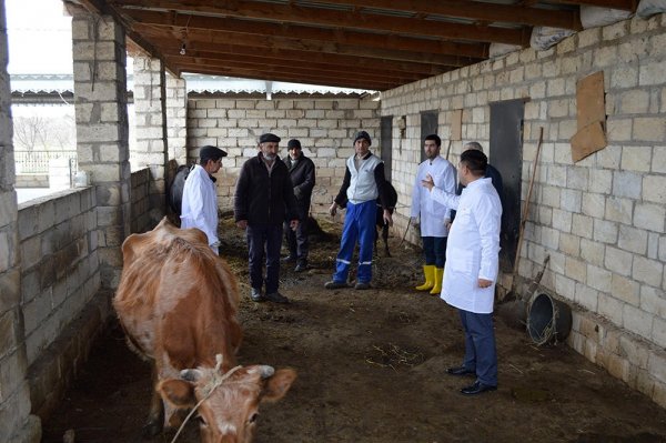 Azərbaycanda təhlükəli xəstəliklərə qarşı peyvənd vurulacaq - FOTOLAR