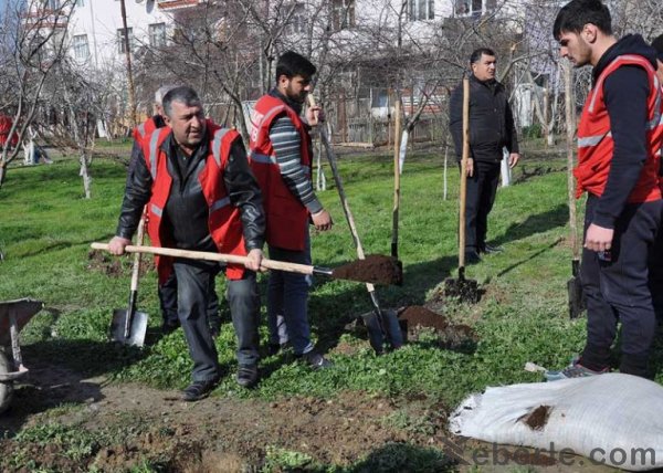 Sumqayıtda məmurlar ağac əkdilər -FOTOLAR