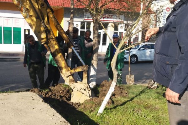 Sumqayıtda insanların səhhətinə mənfi təsir göstərən ağaclar köçürülür - FOTO