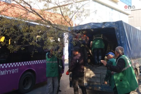 Sumqayıtda insanların səhhətinə mənfi təsir göstərən ağaclar köçürülür - FOTO