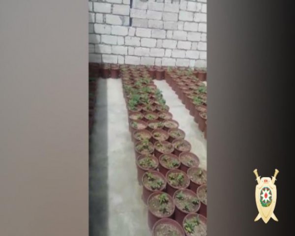 Bakıda “Dayı” ləqəbli narkotacir tutulub - FOTO
