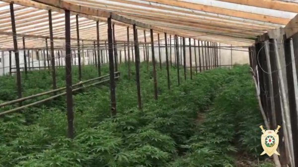 Maştağada narkoplantasiya aşkar edildi - FOTOLAR