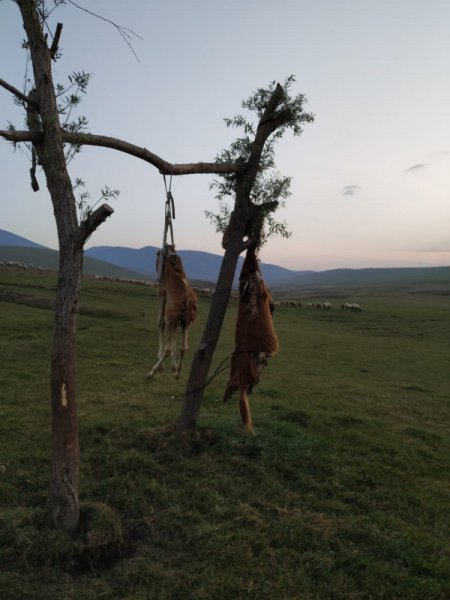 Azərbaycanda görünməmiş vəhşilik: At və balasını öldürüb, dirəkdən asdılar (FOTOLAR)