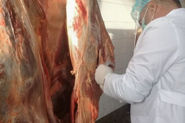 Sumqayıtda istehlak üçün yararsız olan 227 kq ət məhv edilib