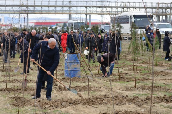 Sumqayıtda 26000-dən çox ağac əkildi - FOTOLAR