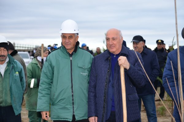 Sumqayıtda 26000-dən çox ağac əkildi - FOTOLAR