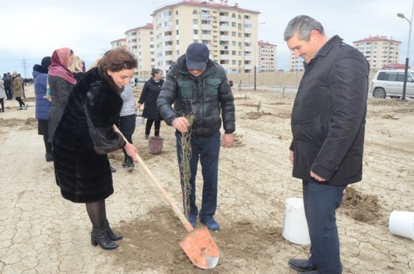 Qubadlılar 10 min ağac əkdilər - FOTO
