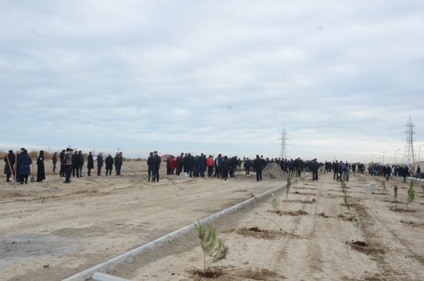 Qubadlılar 10 min ağac əkdilər - FOTO