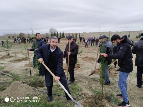 Sumqayıt Regional Mədəniyyət İdarəsinin tabe müəssisələri “Ağacəkmə aksiyası”nda fəal iştirak ediblər -FOTOLAR