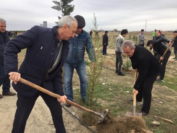 Sumqayıt Regional Mədəniyyət İdarəsinin tabe müəssisələri “Ağacəkmə aksiyası”nda fəal iştirak ediblər -FOTOLAR