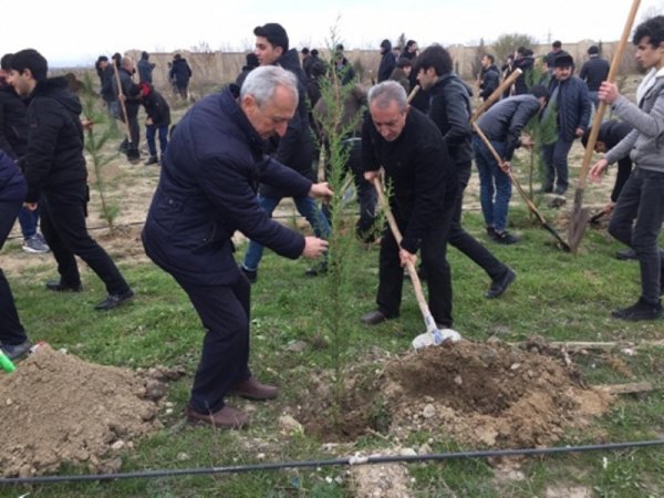 Sumqayıt Regional Mədəniyyət İdarəsinin tabe müəssisələri “Ağacəkmə aksiyası”nda fəal iştirak ediblər -FOTOLAR