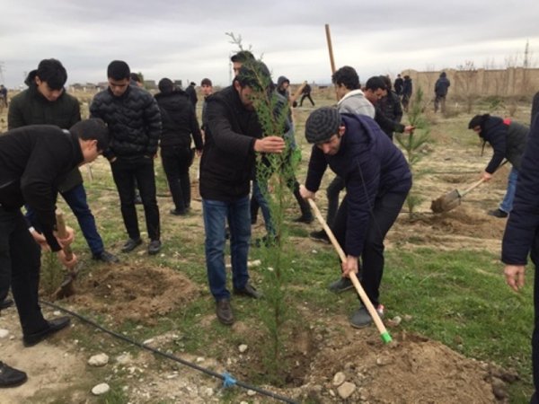 Sumqayıt Regional Mədəniyyət İdarəsinin tabe müəssisələri “Ağacəkmə aksiyası”nda fəal iştirak ediblər -FOTOLAR