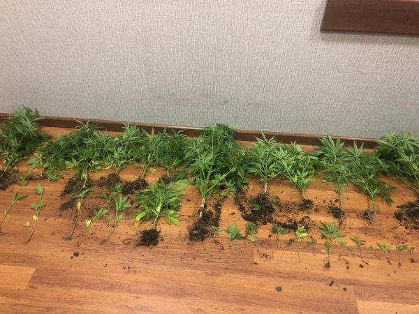 Həyətində narkotik bitkilər becərən şəxs saxlanıldı - FOTO