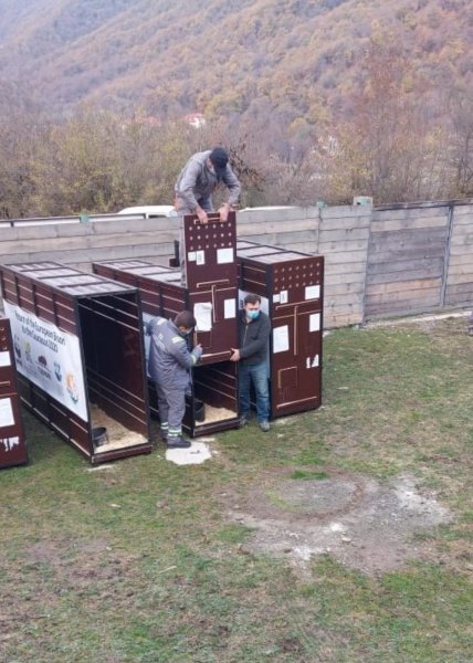 Azərbaycana zubrlar gətirilib