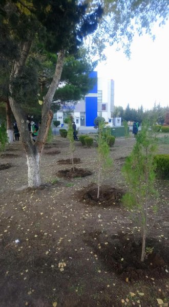 Sumqayıtda çoxillik ağacları məhv etmək istədilər... - FOTOLAR