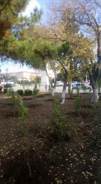 Sumqayıtda çoxillik ağacları məhv etmək istədilər... - FOTOLAR