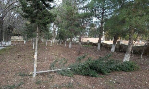 Sumqayıtda yeni əkilmiş ağaclar kəsilib? - AÇIQLAMA (FOTO)