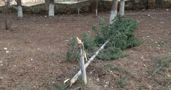 Sumqayıtda yeni əkilmiş ağaclar kəsilib? - AÇIQLAMA (FOTO)