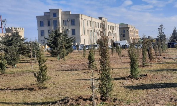 Sumqayıtda ağacəkmə aksiyası keçirilib - FOTO Sumqayıtda ağacəkmə aksiyası keçirilib - FOTO