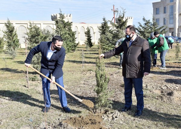 Sumqayıtda ağacəkmə aksiyası keçirilib - FOTO Sumqayıtda ağacəkmə aksiyası keçirilib - FOTO