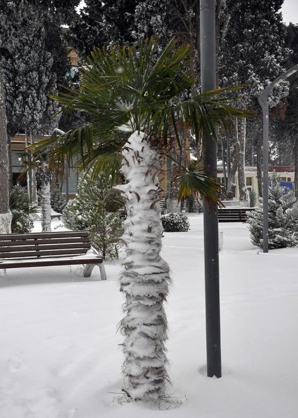 Qarlı Sumqayıtdan FOTOLAR