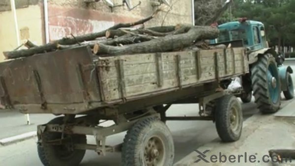 Sumqayıtda güclü külək 8 ağacı kökündən çıxarıb - VİDEO (FOTO)