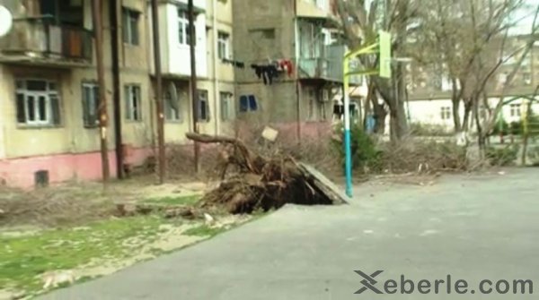 Sumqayıtda güclü külək 8 ağacı kökündən çıxarıb - VİDEO (FOTO)