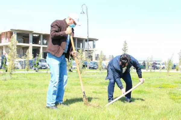 Sumqayıt Regional Mədəniyyət İdarəsinin kollektivi bulvarda 80 ağac əkdi -FOTOLAR