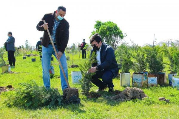 Sumqayıt Regional Mədəniyyət İdarəsinin kollektivi bulvarda 80 ağac əkdi -FOTOLAR