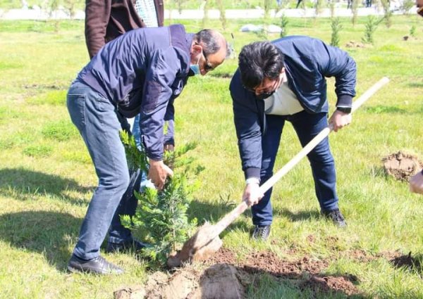 Sumqayıt Regional Mədəniyyət İdarəsinin kollektivi bulvarda 80 ağac əkdi -FOTOLAR