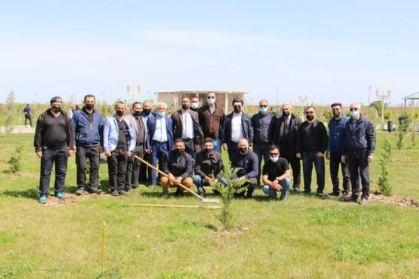 Sumqayıt Regional Mədəniyyət İdarəsinin kollektivi bulvarda 80 ağac əkdi -FOTOLAR