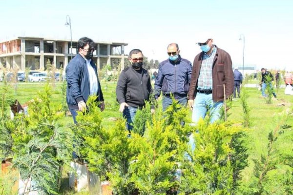 Sumqayıt Regional Mədəniyyət İdarəsinin kollektivi bulvarda 80 ağac əkdi -FOTOLAR