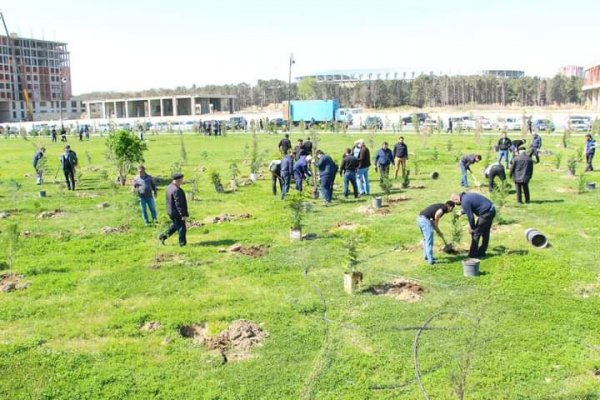 Sumqayıt Regional Mədəniyyət İdarəsinin kollektivi bulvarda 80 ağac əkdi -FOTOLAR