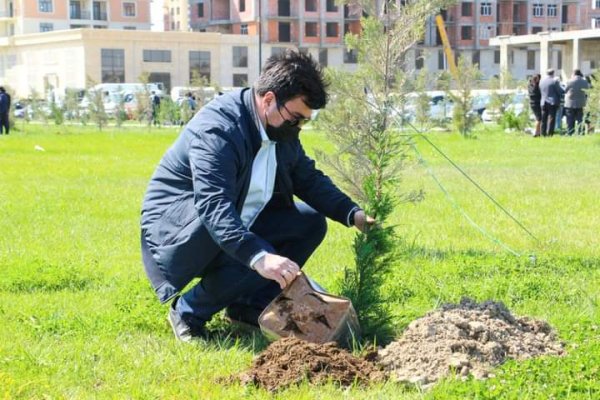 Sumqayıt Regional Mədəniyyət İdarəsinin kollektivi bulvarda 80 ağac əkdi -FOTOLAR
