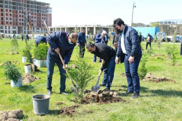 Sumqayıt Regional Mədəniyyət İdarəsinin kollektivi bulvarda 80 ağac əkdi -FOTOLAR