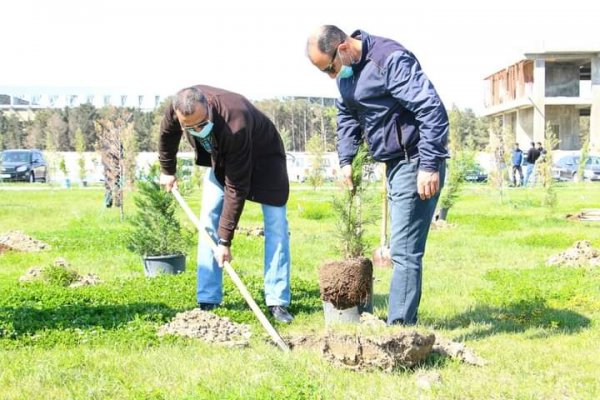 Sumqayıt Regional Mədəniyyət İdarəsinin kollektivi bulvarda 80 ağac əkdi -FOTOLAR