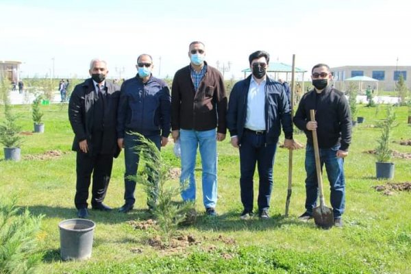 Sumqayıt Regional Mədəniyyət İdarəsinin kollektivi bulvarda 80 ağac əkdi -FOTOLAR