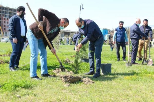 Sumqayıt Regional Mədəniyyət İdarəsinin kollektivi bulvarda 80 ağac əkdi -FOTOLAR