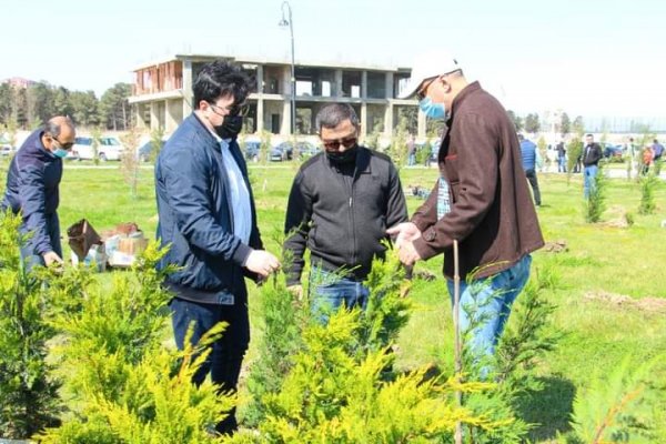 Sumqayıt Regional Mədəniyyət İdarəsinin kollektivi bulvarda 80 ağac əkdi -FOTOLAR