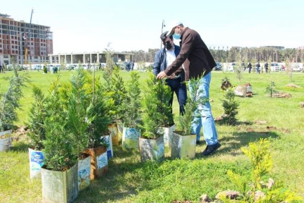 Sumqayıt Regional Mədəniyyət İdarəsinin kollektivi bulvarda 80 ağac əkdi -FOTOLAR