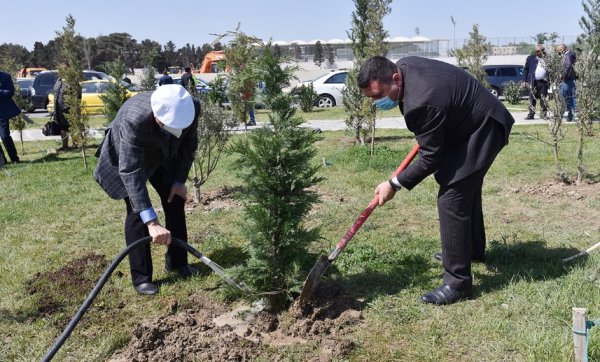 Zakir Fərəcov ağacəkmə aksiyasında iştirak edib – FOTOLAR