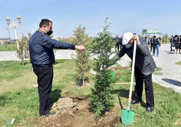 Zakir Fərəcov ağacəkmə aksiyasında iştirak edib – FOTOLAR