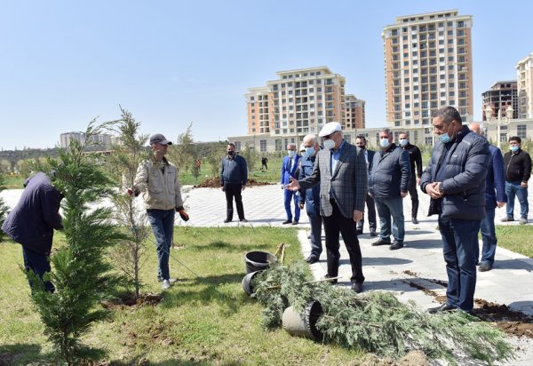Zakir Fərəcov ağacəkmə aksiyasında iştirak edib – FOTOLAR