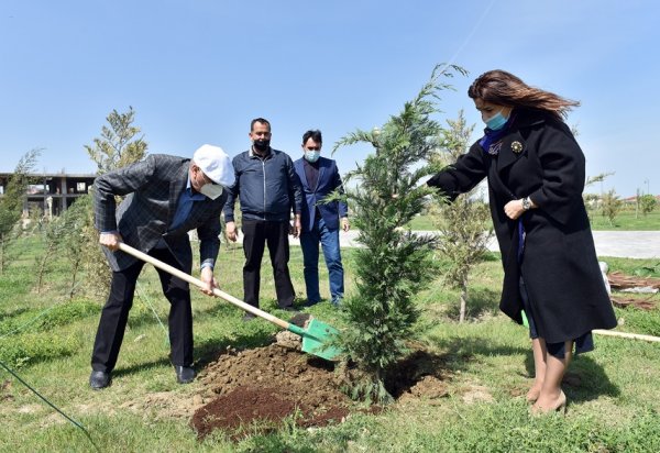 Zakir Fərəcov ağacəkmə aksiyasında iştirak edib – FOTOLAR