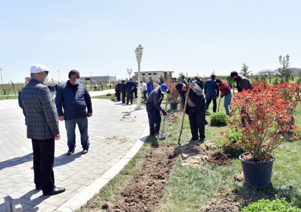 Zakir Fərəcov ağacəkmə aksiyasında iştirak edib – FOTOLAR