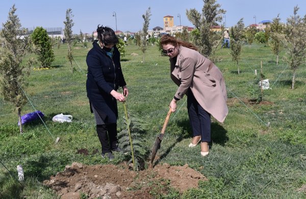 Zakir Fərəcov ağacəkmə aksiyasında iştirak edib – FOTOLAR