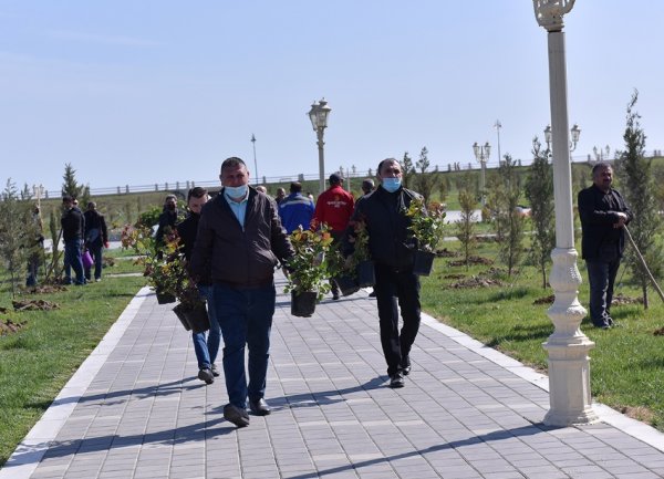 Zakir Fərəcov ağacəkmə aksiyasında iştirak edib – FOTOLAR