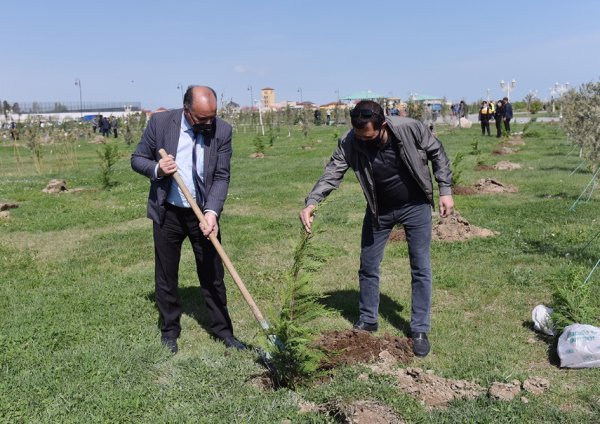 Zakir Fərəcov ağacəkmə aksiyasında iştirak edib – FOTOLAR