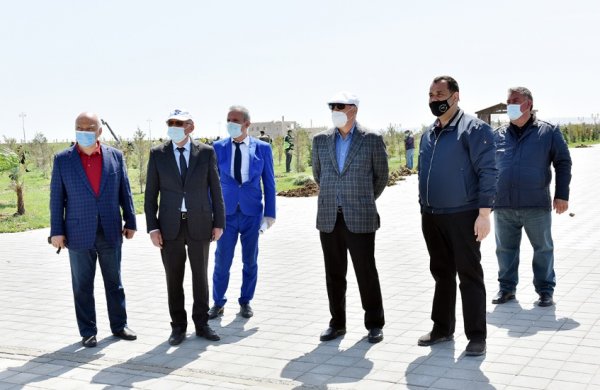 Zakir Fərəcov ağacəkmə aksiyasında iştirak edib – FOTOLAR
